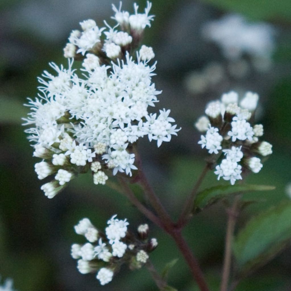 Wasserdost Chocolate - Eupatorium altissima