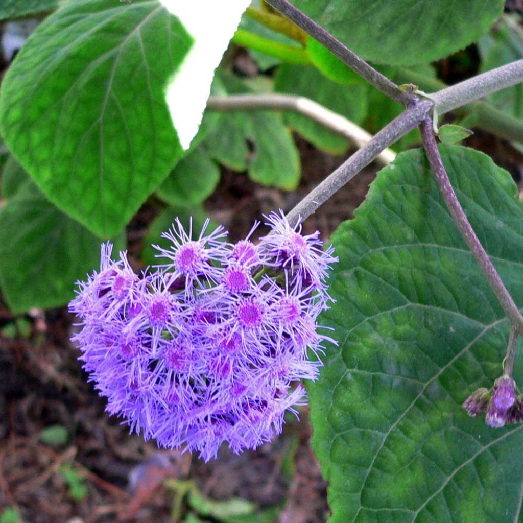 Eupatorium sordidum, Eupatoire