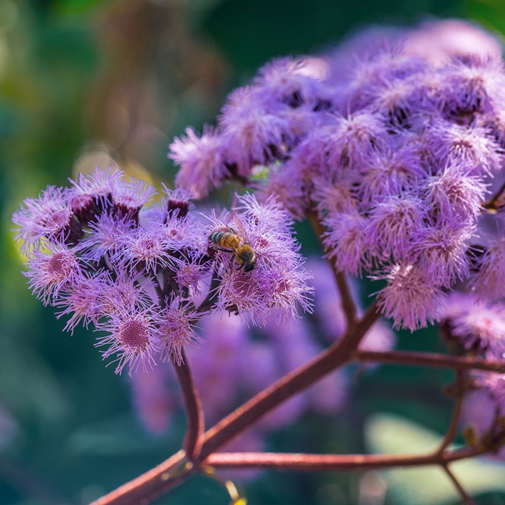 Eupatorium sordidum - Wasserdost