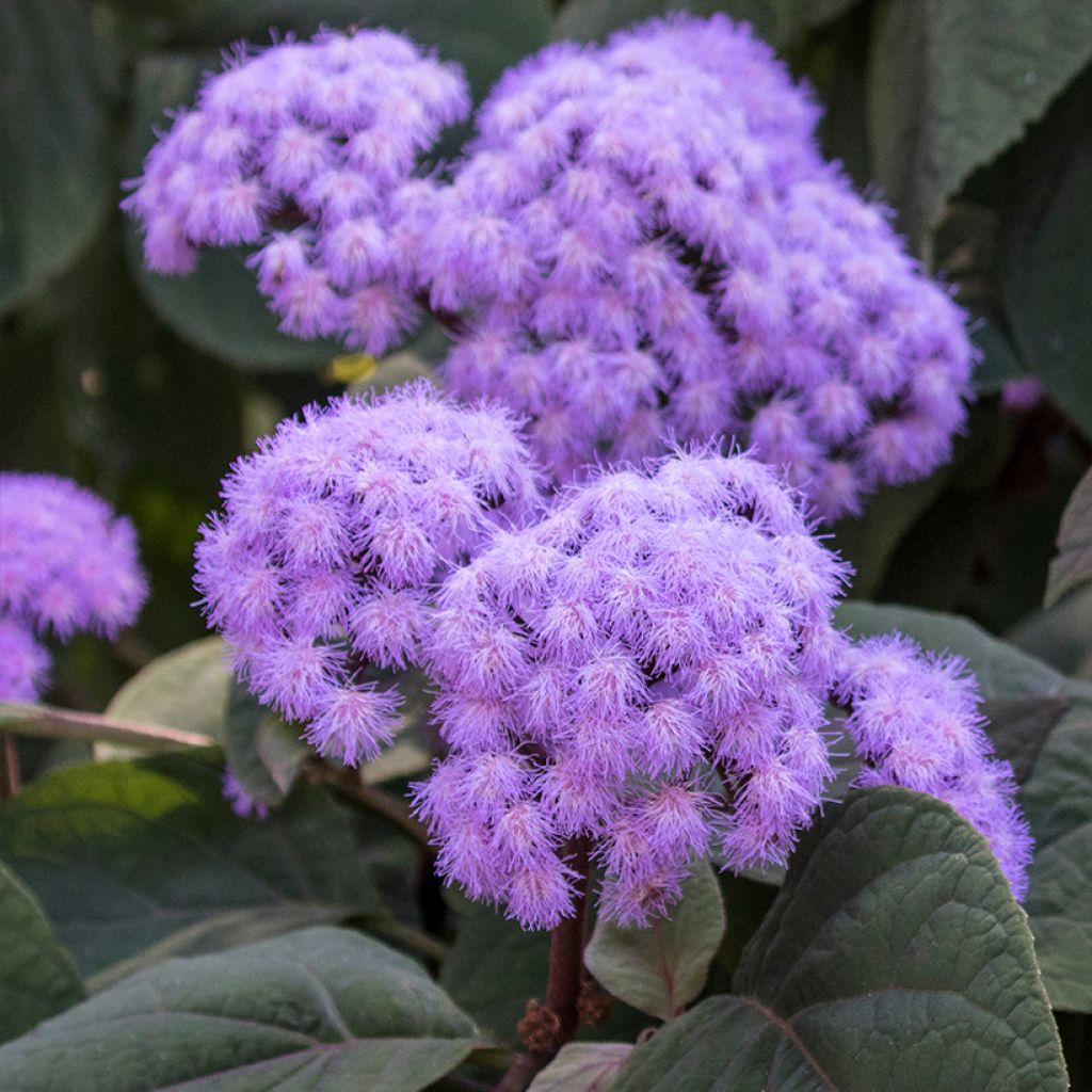 Eupatorium sordidum - Wasserdost