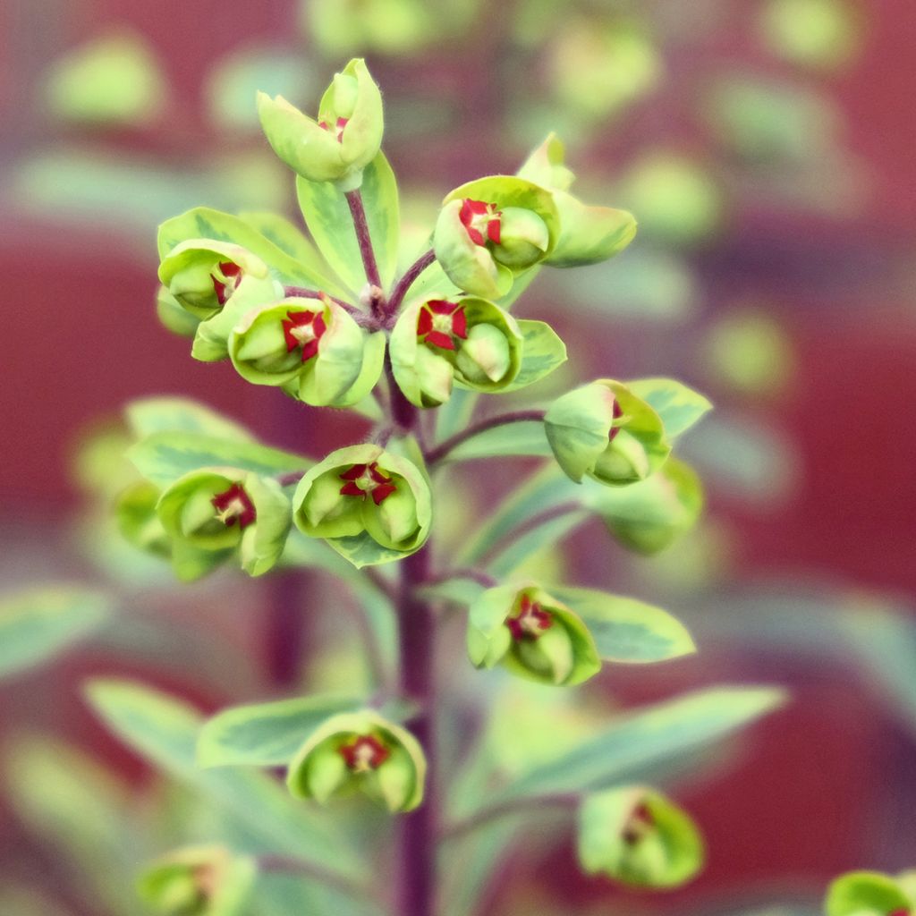 Euphorbia martinii Ascot Rainbow - Busch-Wolfsmilch