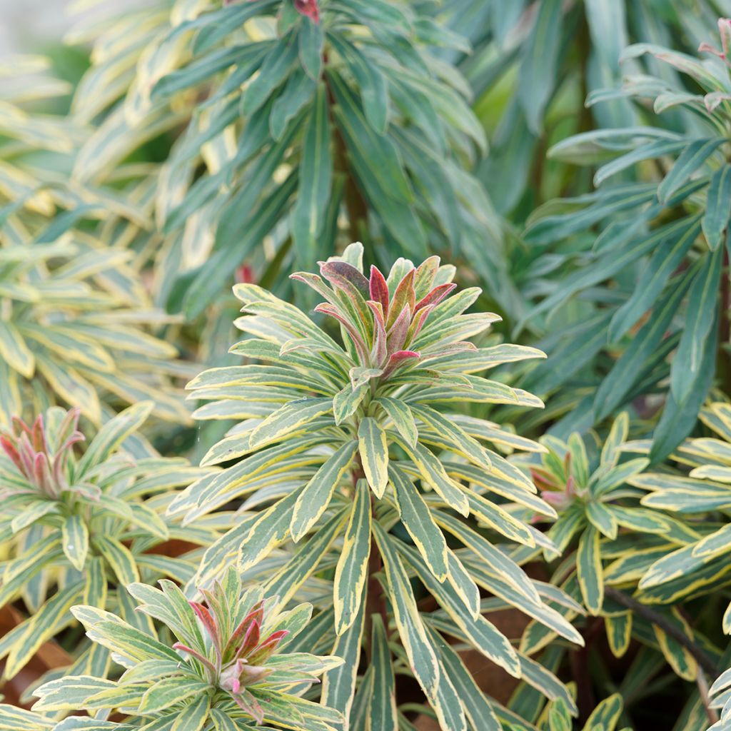 Euphorbia martinii Ascot Rainbow - Busch-Wolfsmilch