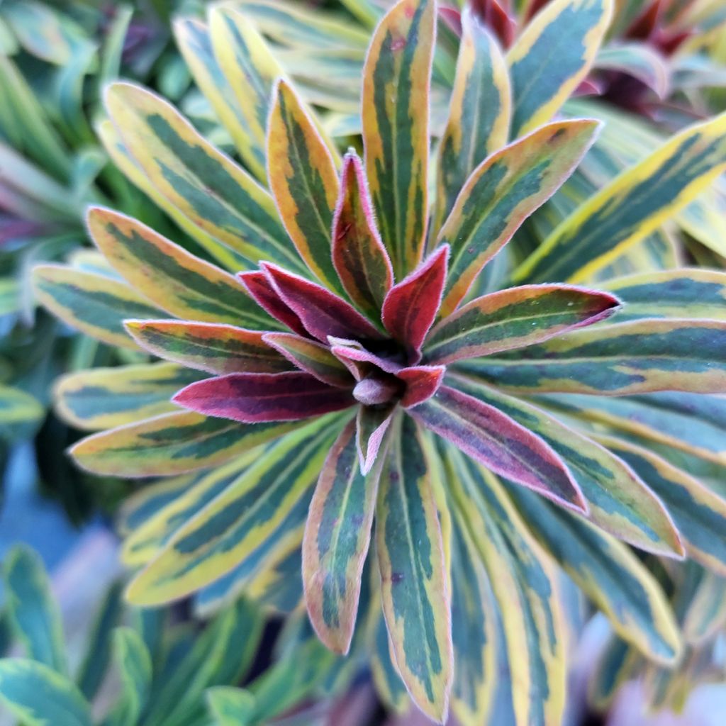 Euphorbia martinii Ascot Rainbow - Busch-Wolfsmilch