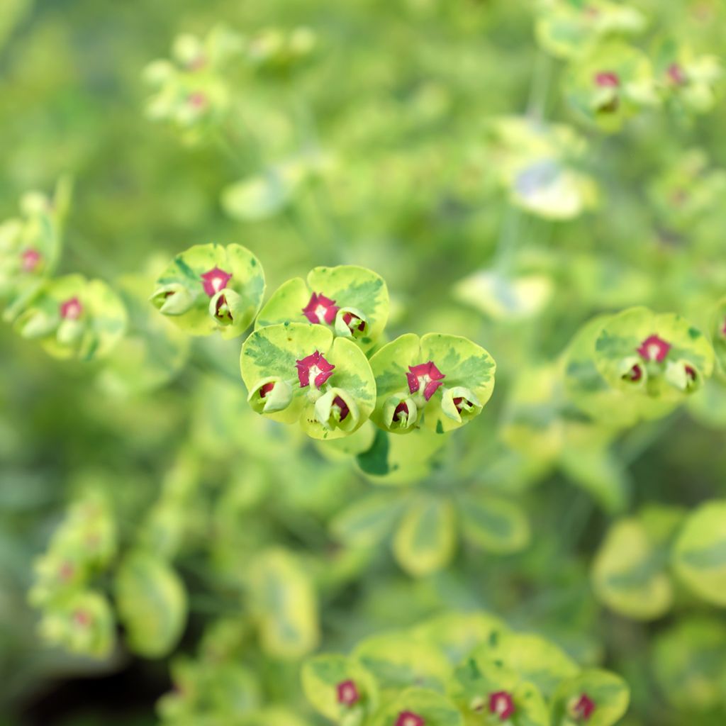 Euphorbia martinii Ascot Rainbow - Busch-Wolfsmilch