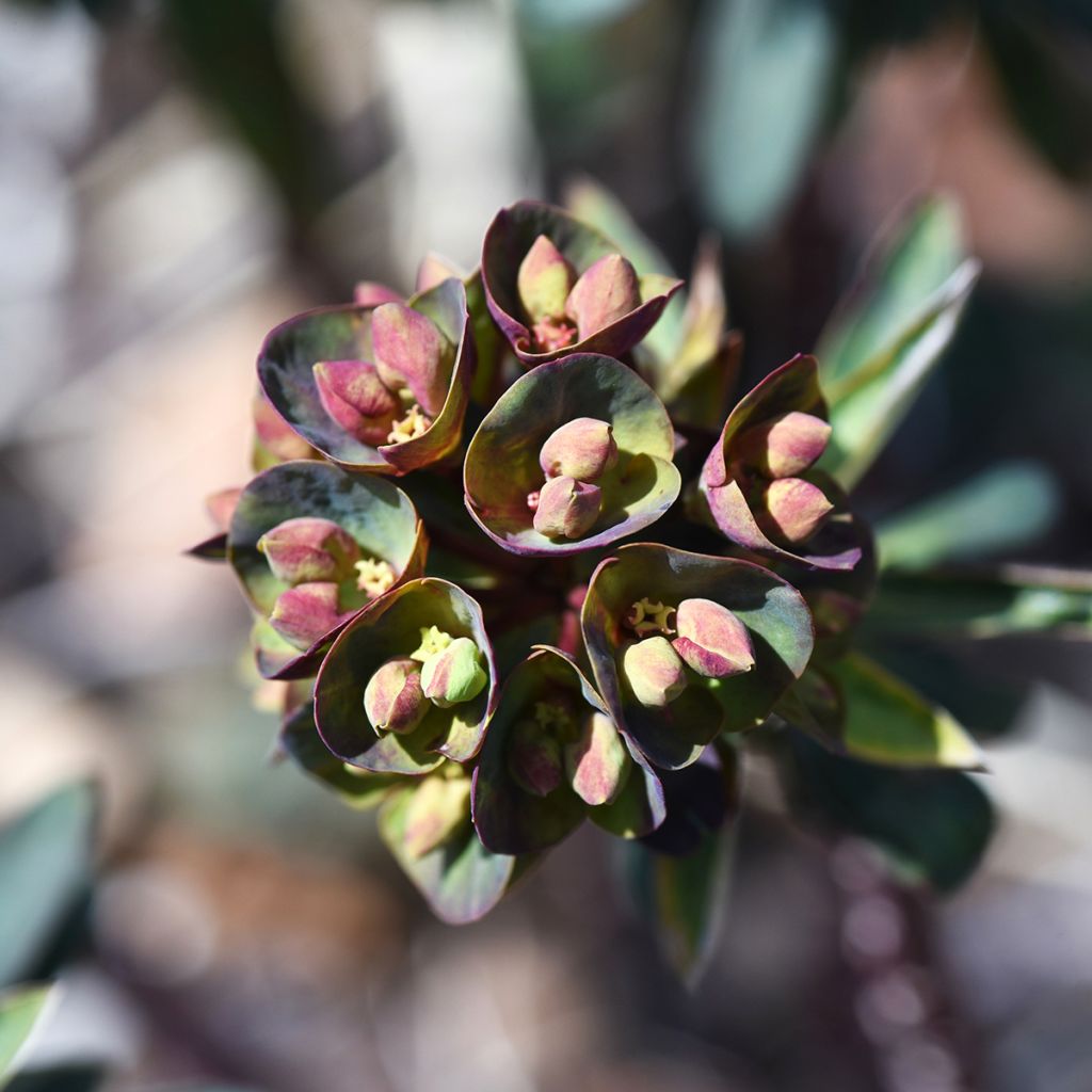 Euphorbia characias Black Bird - Palisaden-Wolfsmilch