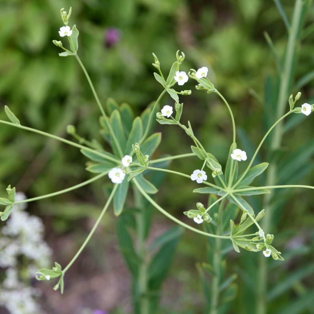 Euphorbia corollata - Kronblattartige Wolfsmilch