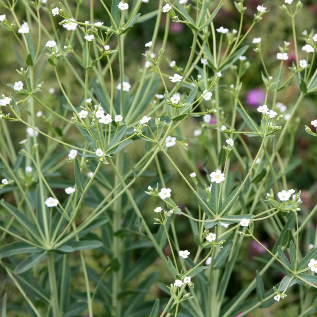 Euphorbia corollata - Kronblattartige Wolfsmilch