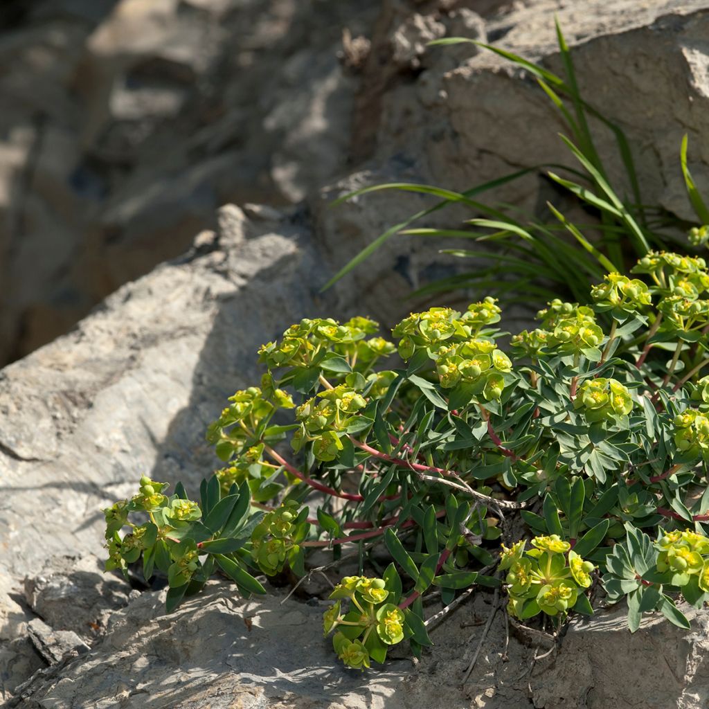 Euphorbia nicaeensis - Nizza-Wolfsmilch