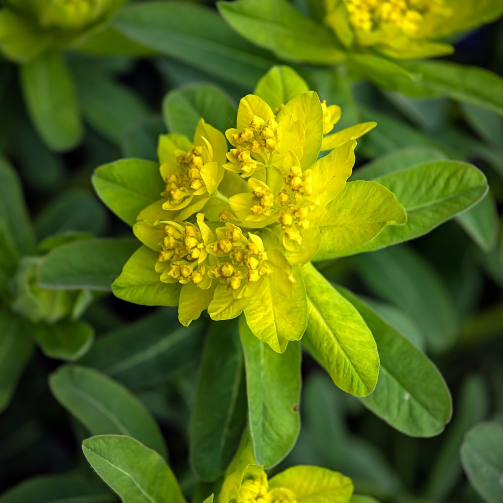 Euphorbia polychroma Major - Gold-Wolfsmilch