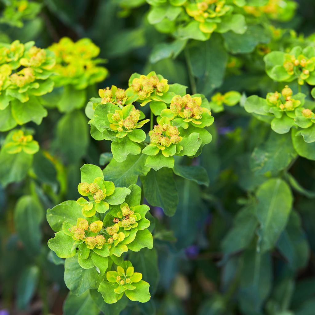 Euphorbia polychroma Major - Gold-Wolfsmilch