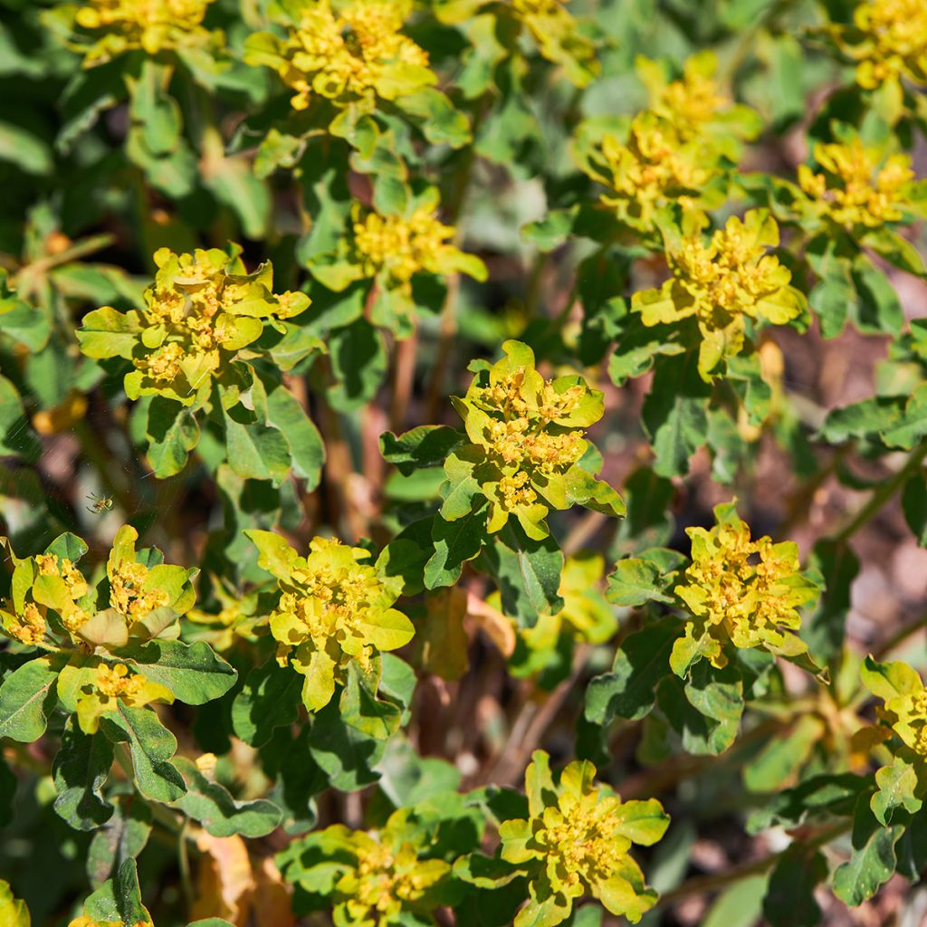 Euphorbia polychroma Major - Gold-Wolfsmilch