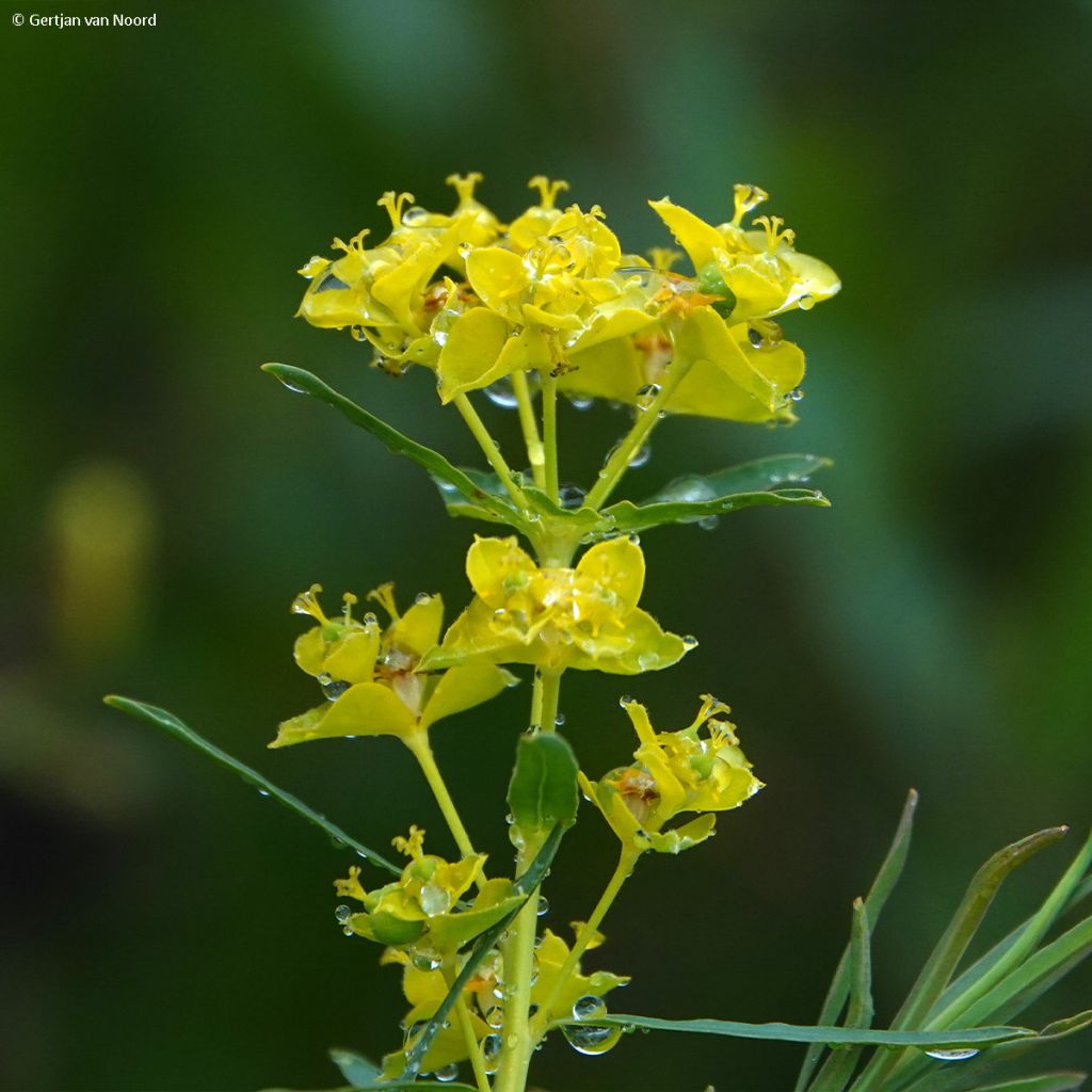 Euphorbia pseudovirgata - Wolfsmilch