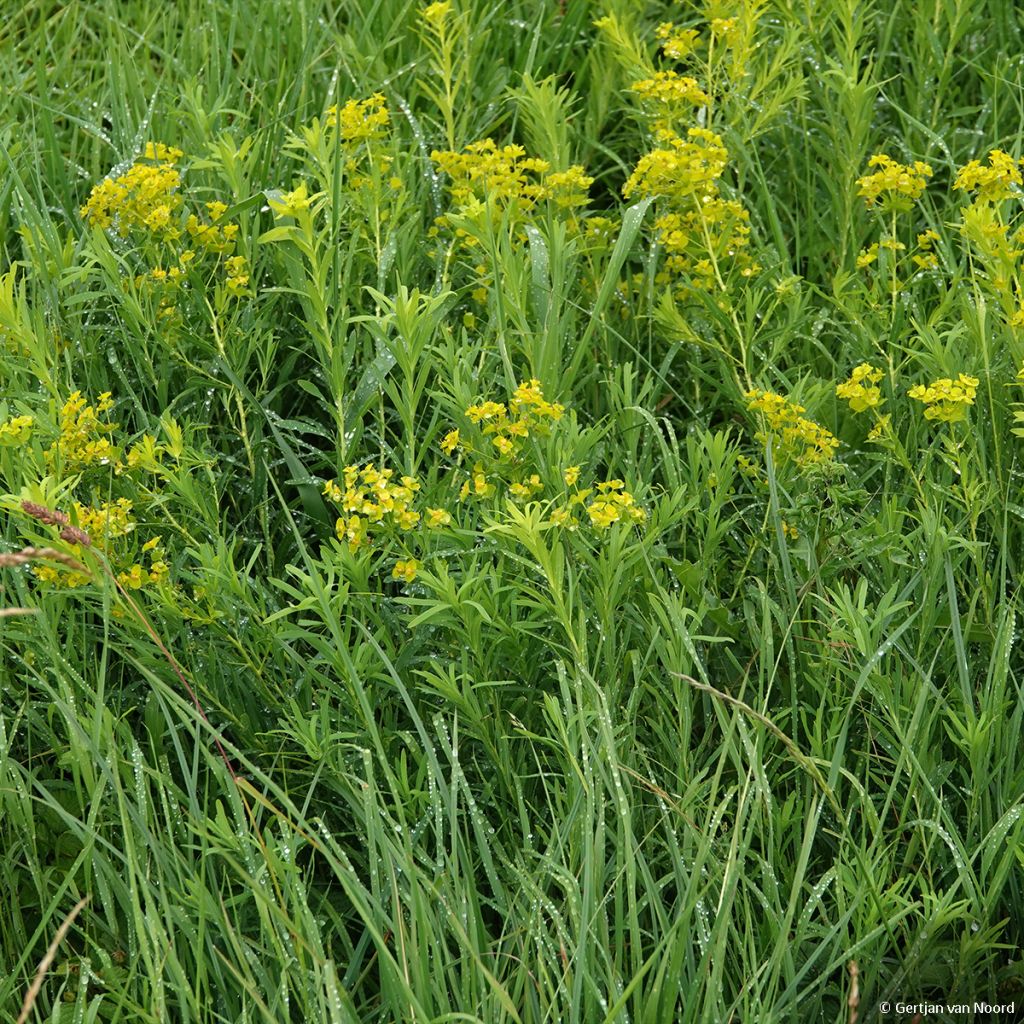 Euphorbe, Euphorbia pseudovirgata