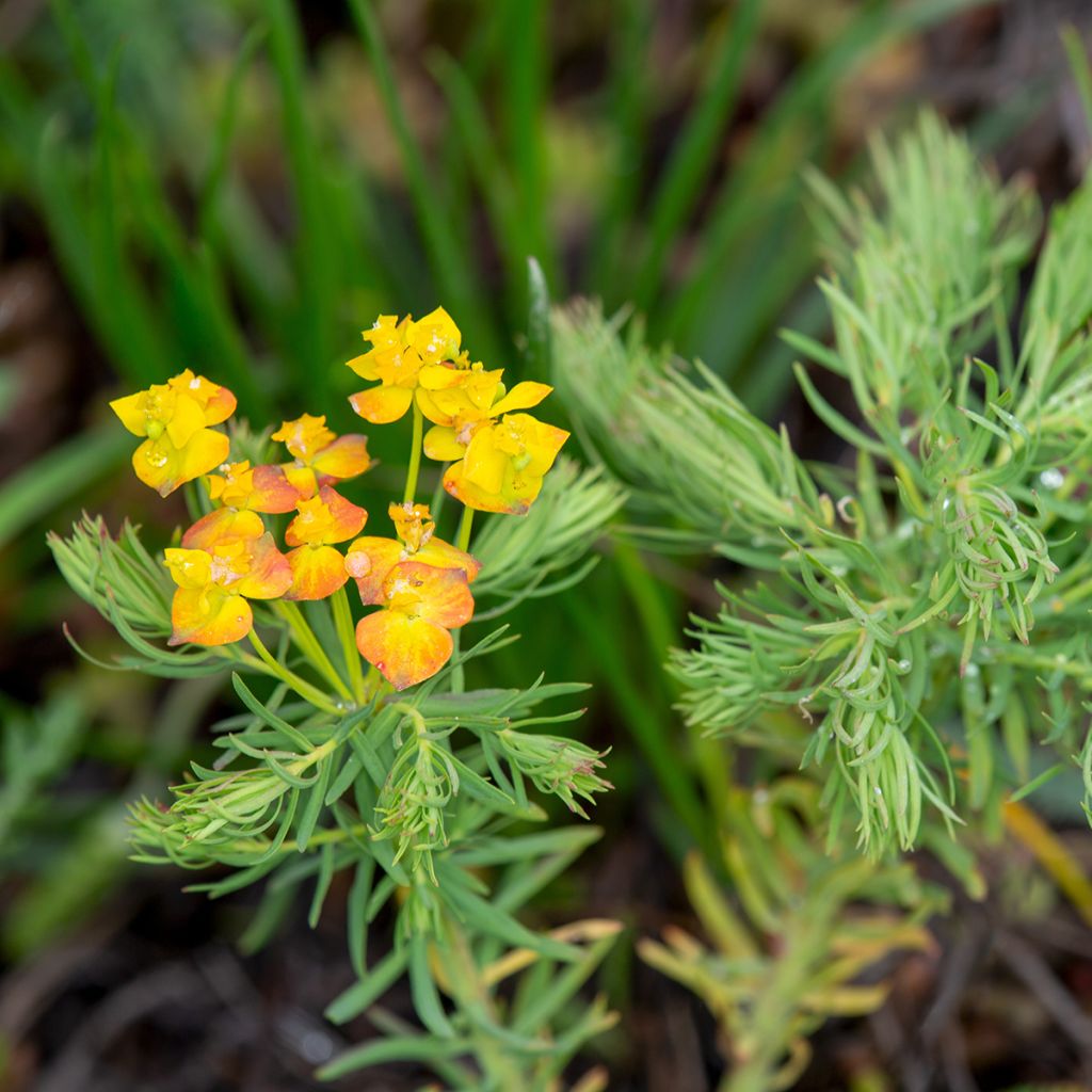 Euphorbia cyparissias - Zypressen-Wolfsmilch