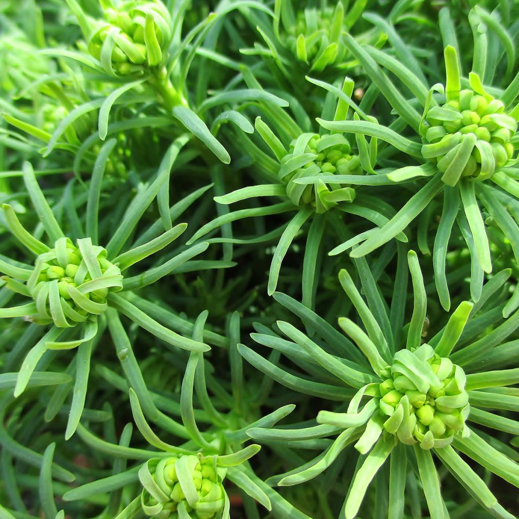 Euphorbia cyparissias - Zypressen-Wolfsmilch