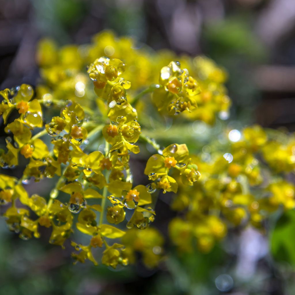 Euphorbia cyparissias - Zypressen-Wolfsmilch