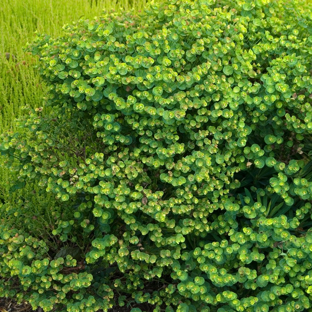 Euphorbia pseudovirgata Redwing - Wolfsmilch