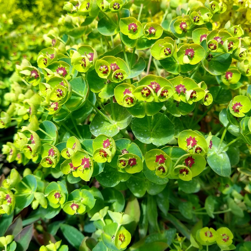 Euphorbia pseudovirgata Redwing - Wolfsmilch