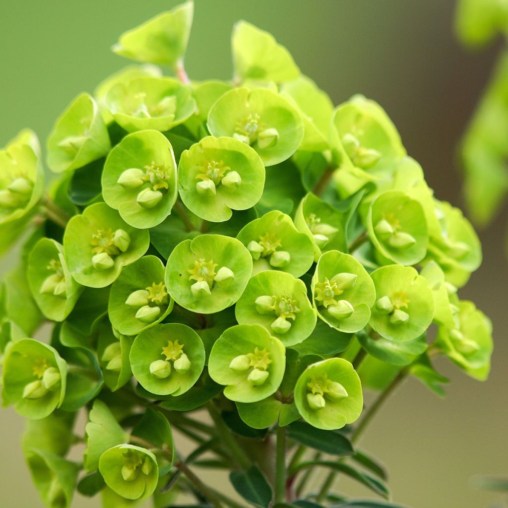 Euphorbia pseudovirgata Redwing - Wolfsmilch