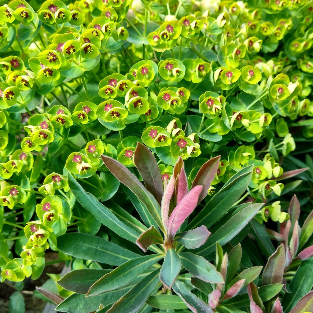 Euphorbia pseudovirgata Redwing - Wolfsmilch