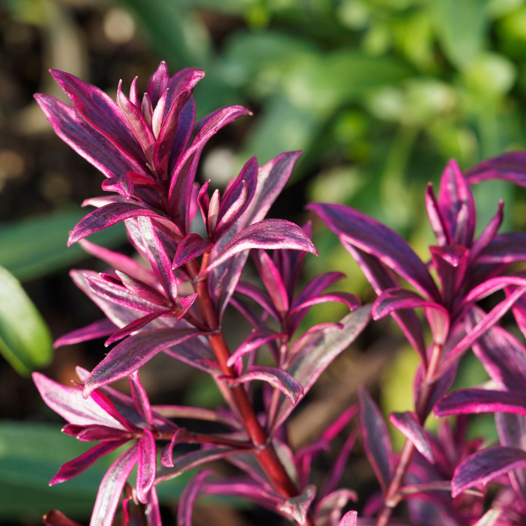 Euphorbia amygdaloïdes Frosted Flame - Mandelblättrige Wolfsmilch