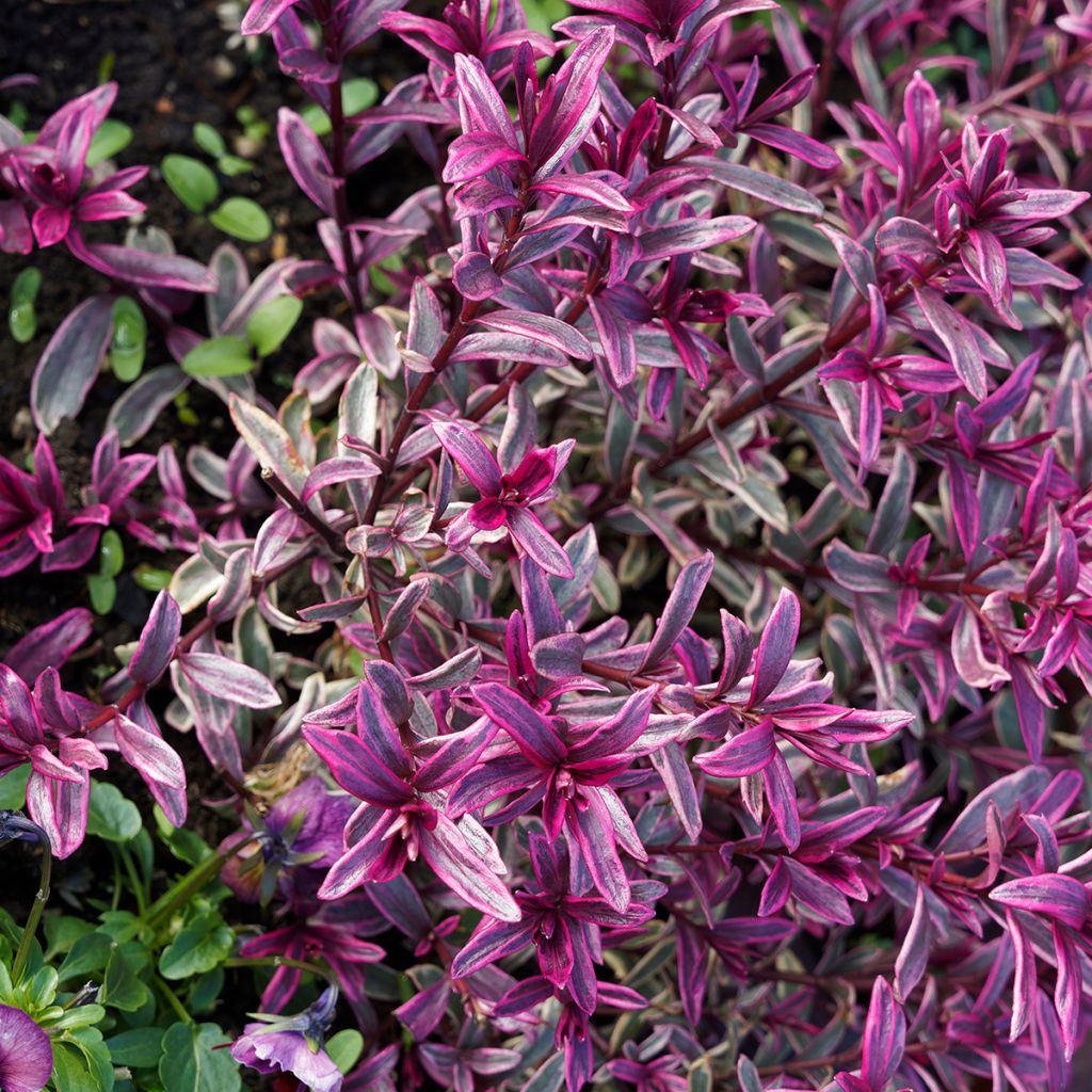 Euphorbia amygdaloïdes Frosted Flame - Mandelblättrige Wolfsmilch