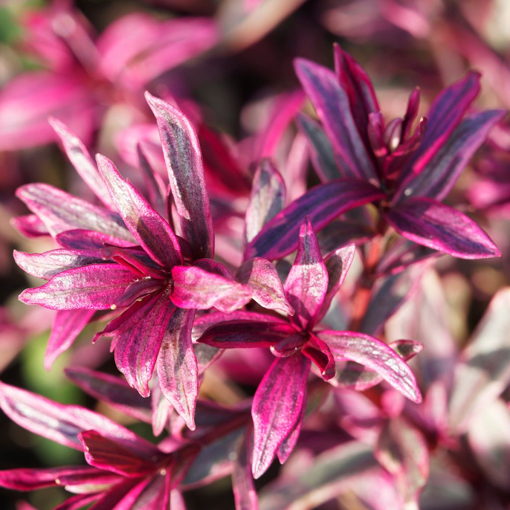 Euphorbia amygdaloïdes Frosted Flame - Mandelblättrige Wolfsmilch