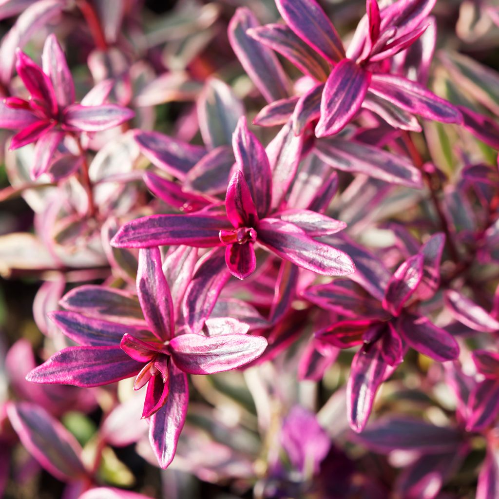 Euphorbia amygdaloïdes Frosted Flame - Mandelblättrige Wolfsmilch