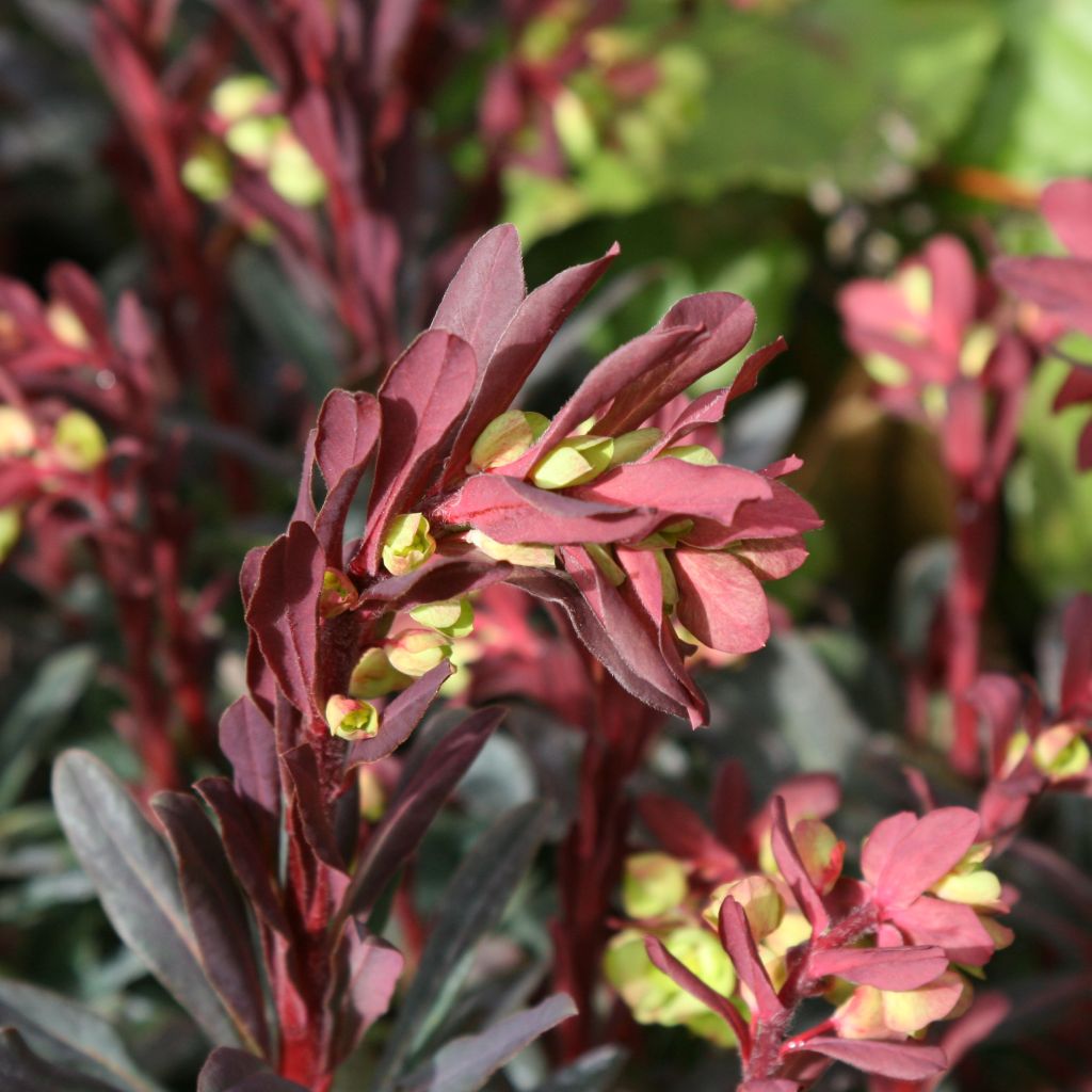 Euphorbia amygdaloides Purpurea - Mandelblättrige Wolfsmilch