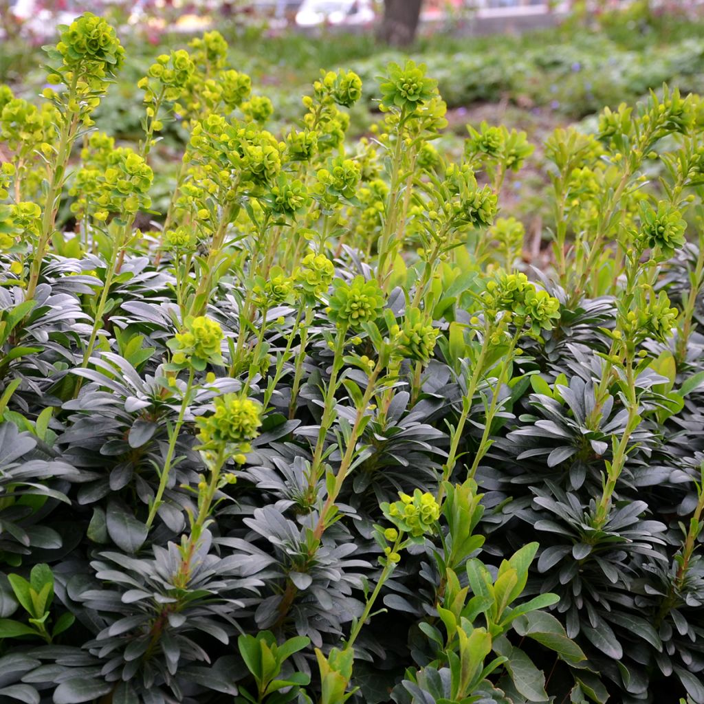 Euphorbia amygdaloïdes var. robbiae - Mandelblättrige Wolfsmilch