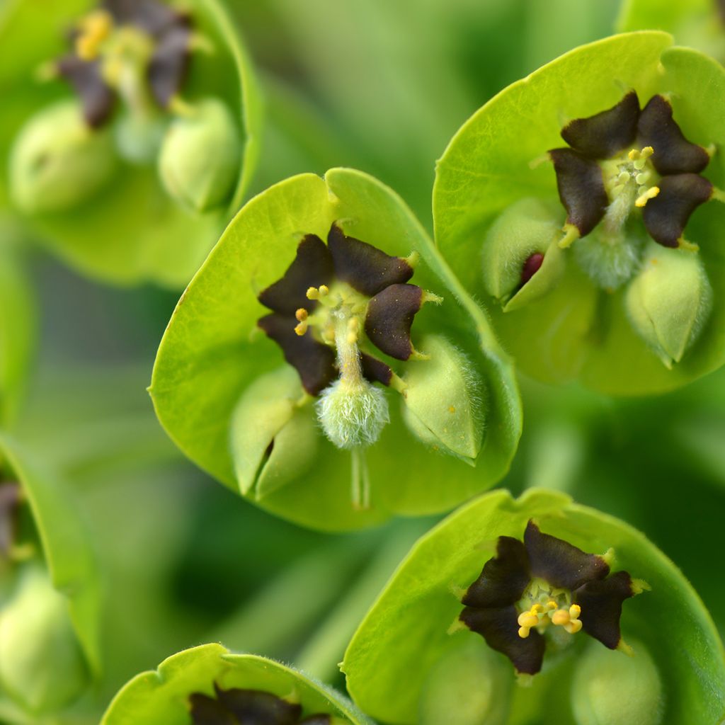 Euphorbia characias Black Pearl - Palisaden-Wolfsmilch