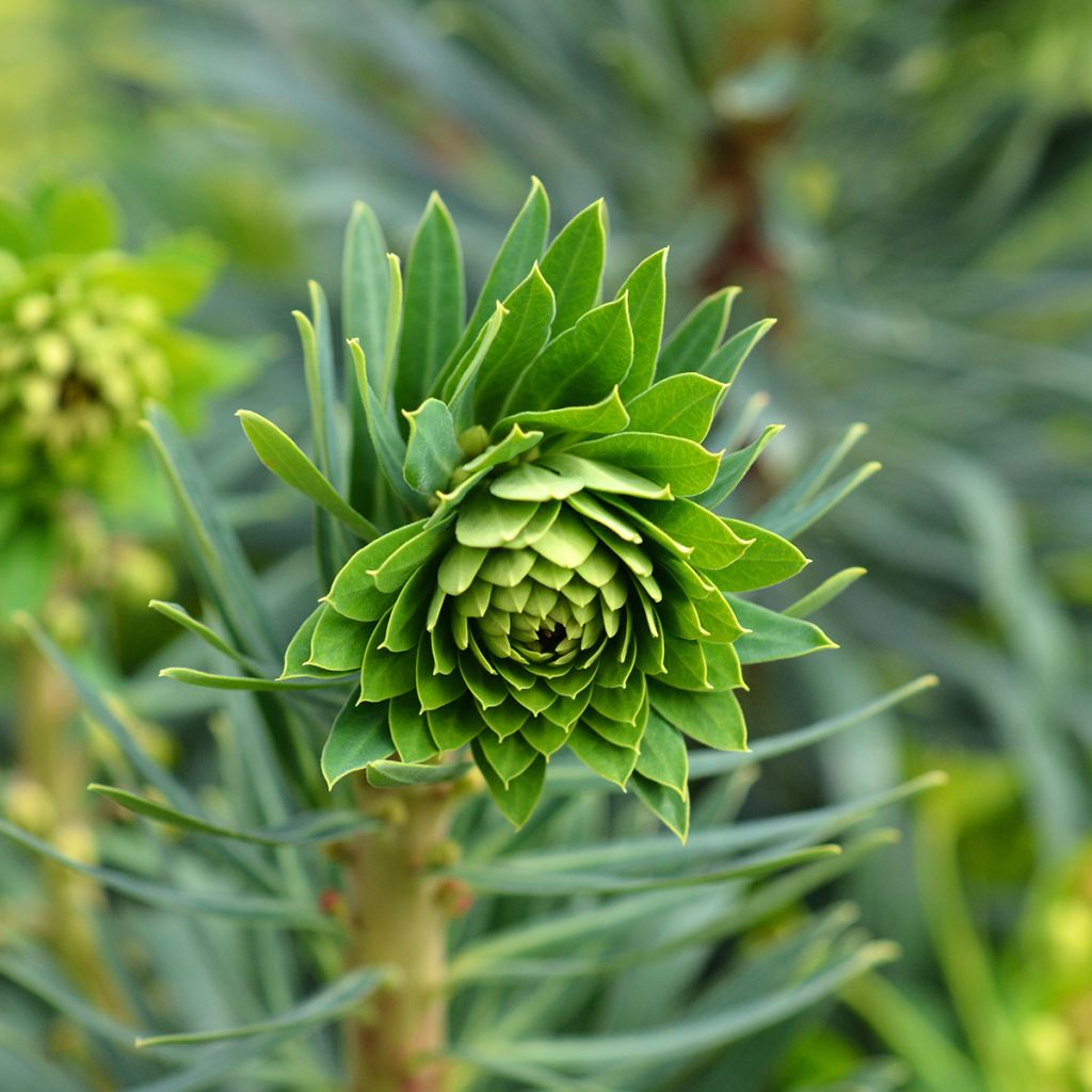 Euphorbia characias Black Pearl - Palisaden-Wolfsmilch