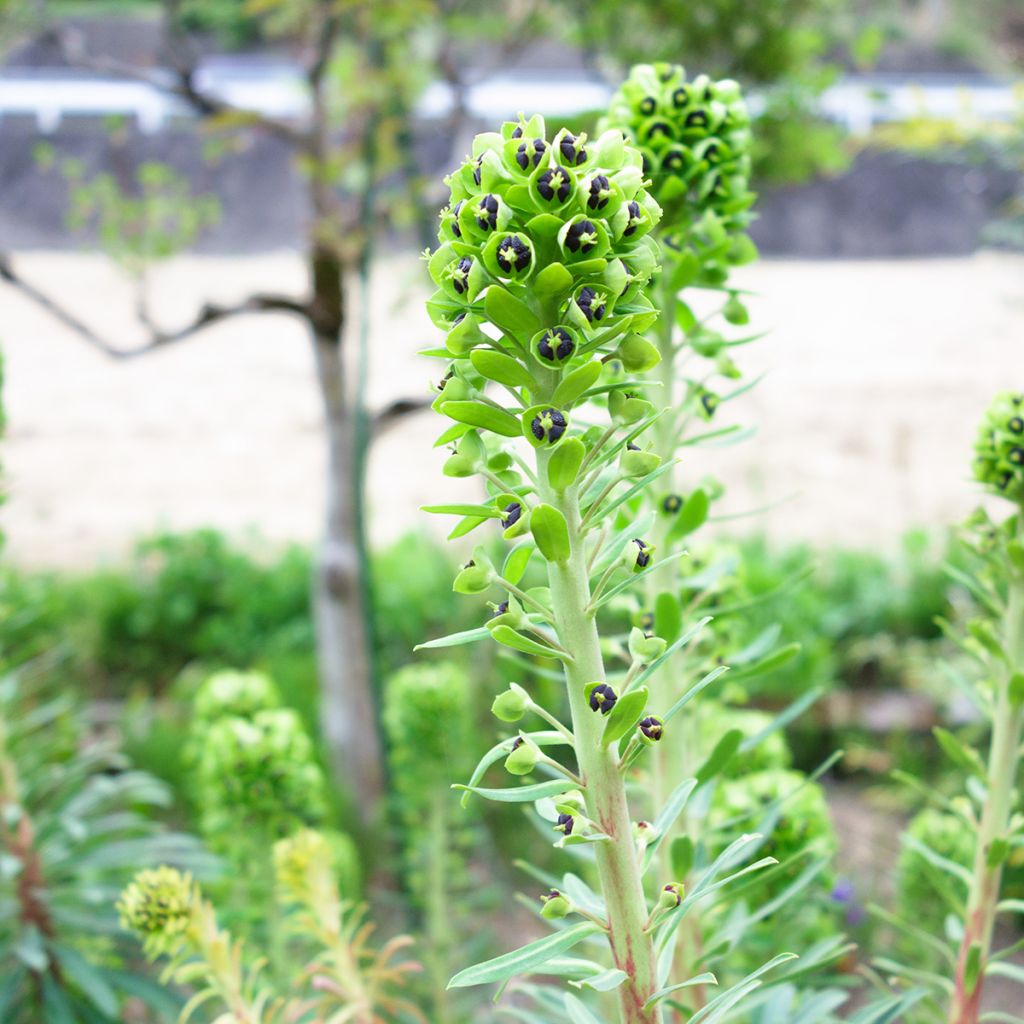 Euphorbia characias Black Pearl - Palisaden-Wolfsmilch