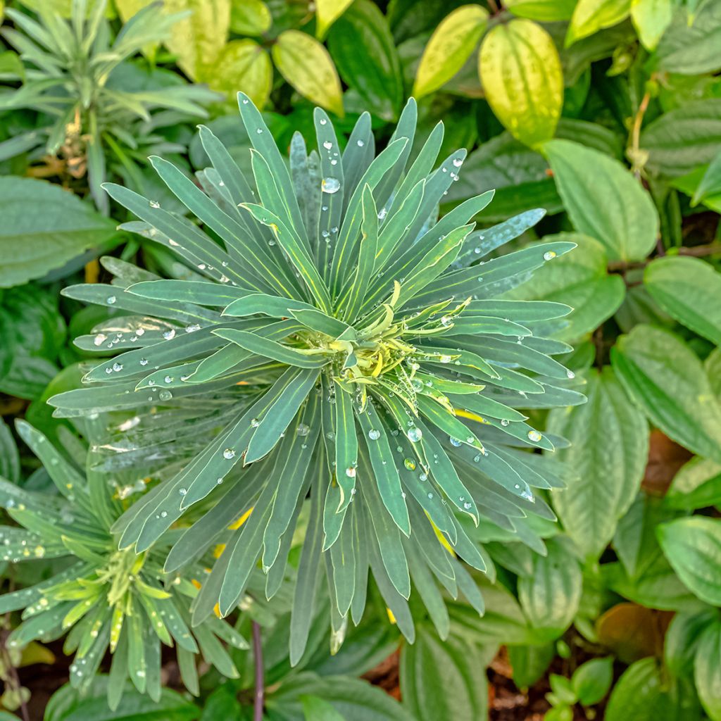 Euphorbia characias Black Pearl - Palisaden-Wolfsmilch