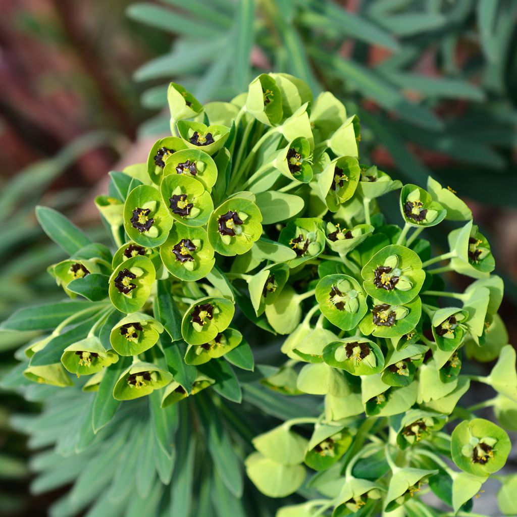 Euphorbia characias Black Pearl - Palisaden-Wolfsmilch