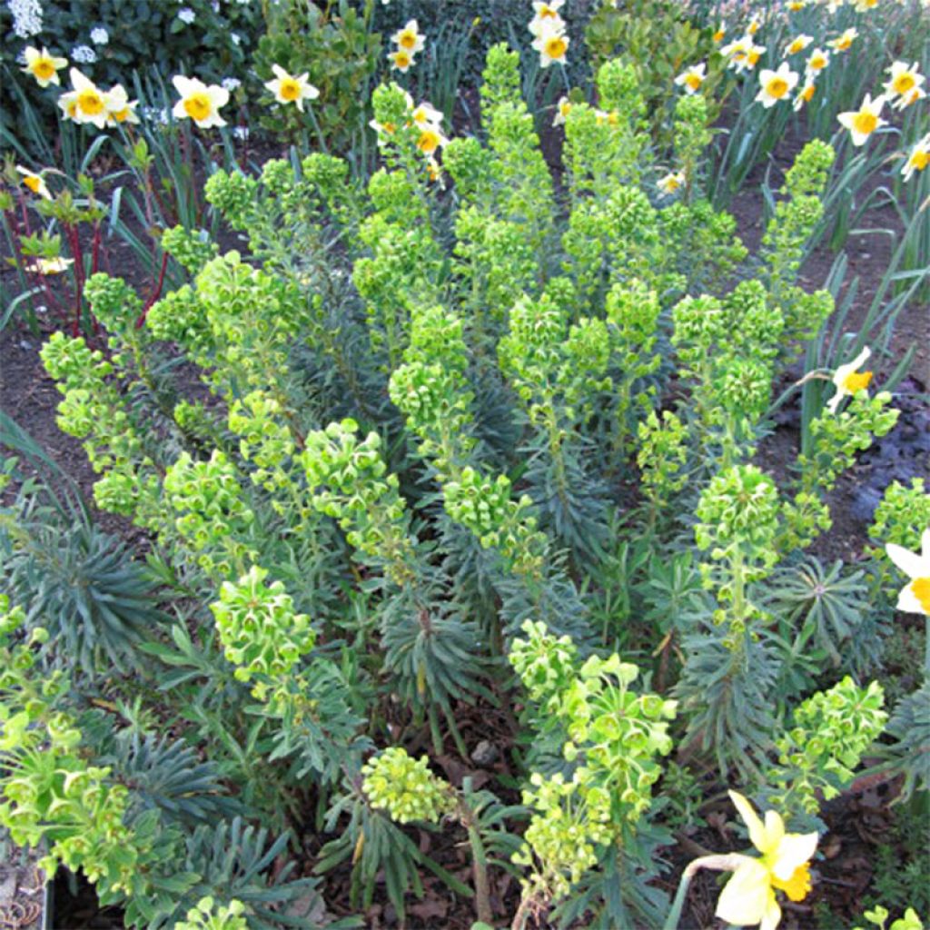 Euphorbia characias Humpty Dumpty - Palisaden-Wolfsmilch