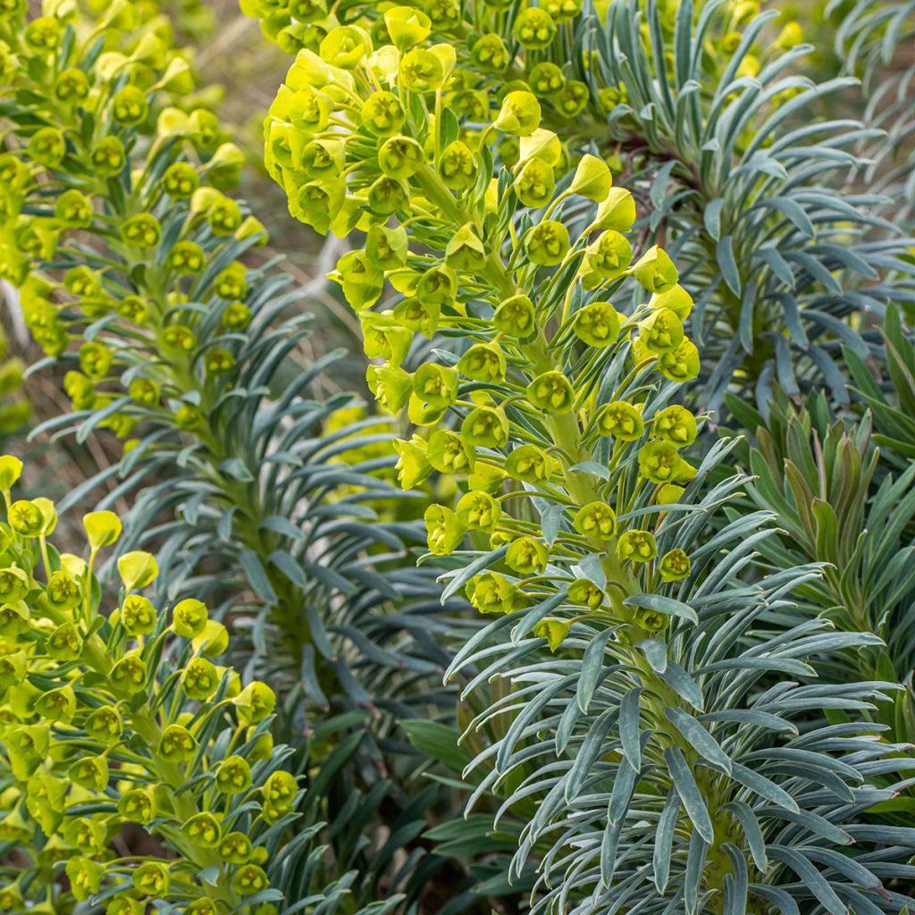 Euphorbia characias Humpty Dumpty - Palisaden-Wolfsmilch