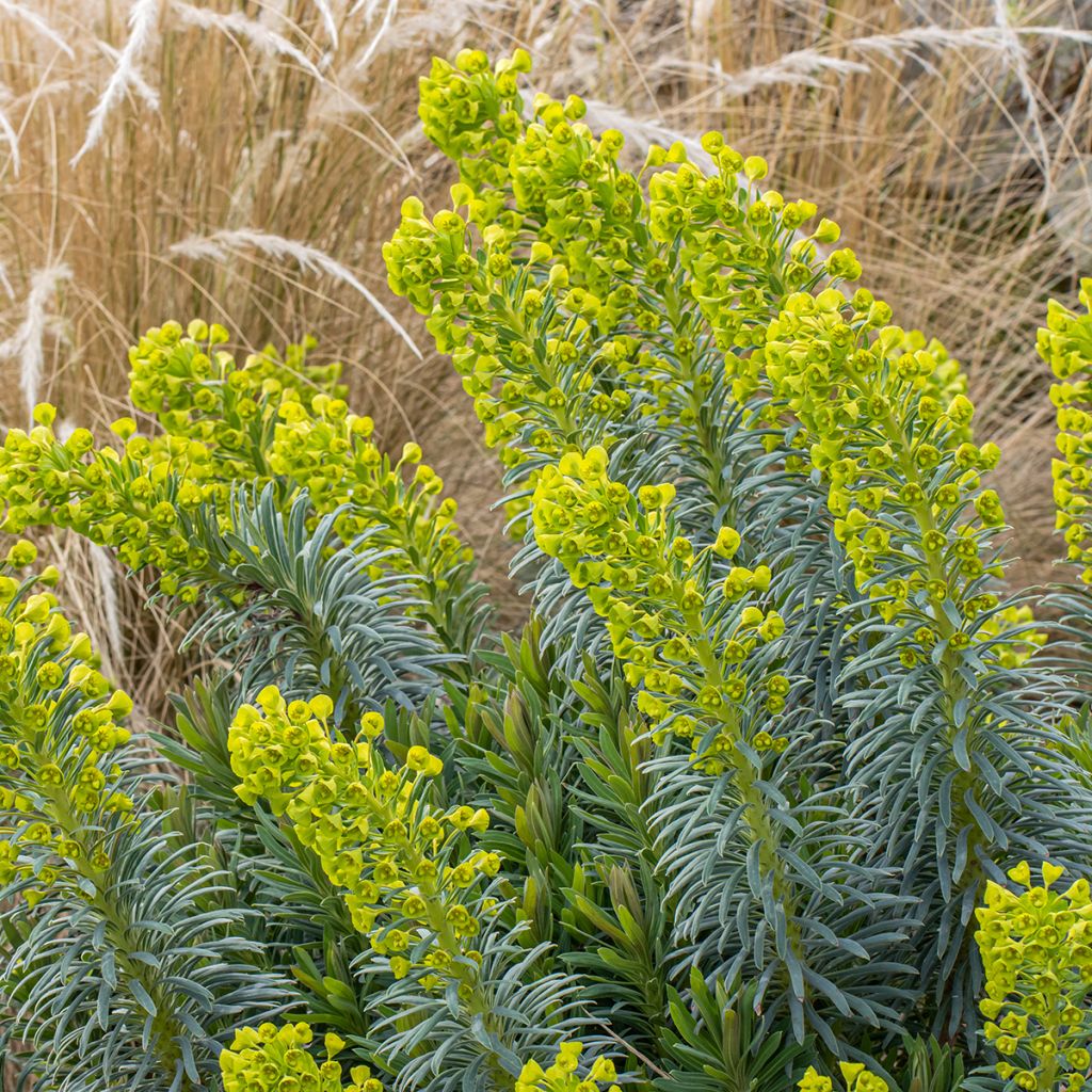 Euphorbia characias Humpty Dumpty - Palisaden-Wolfsmilch