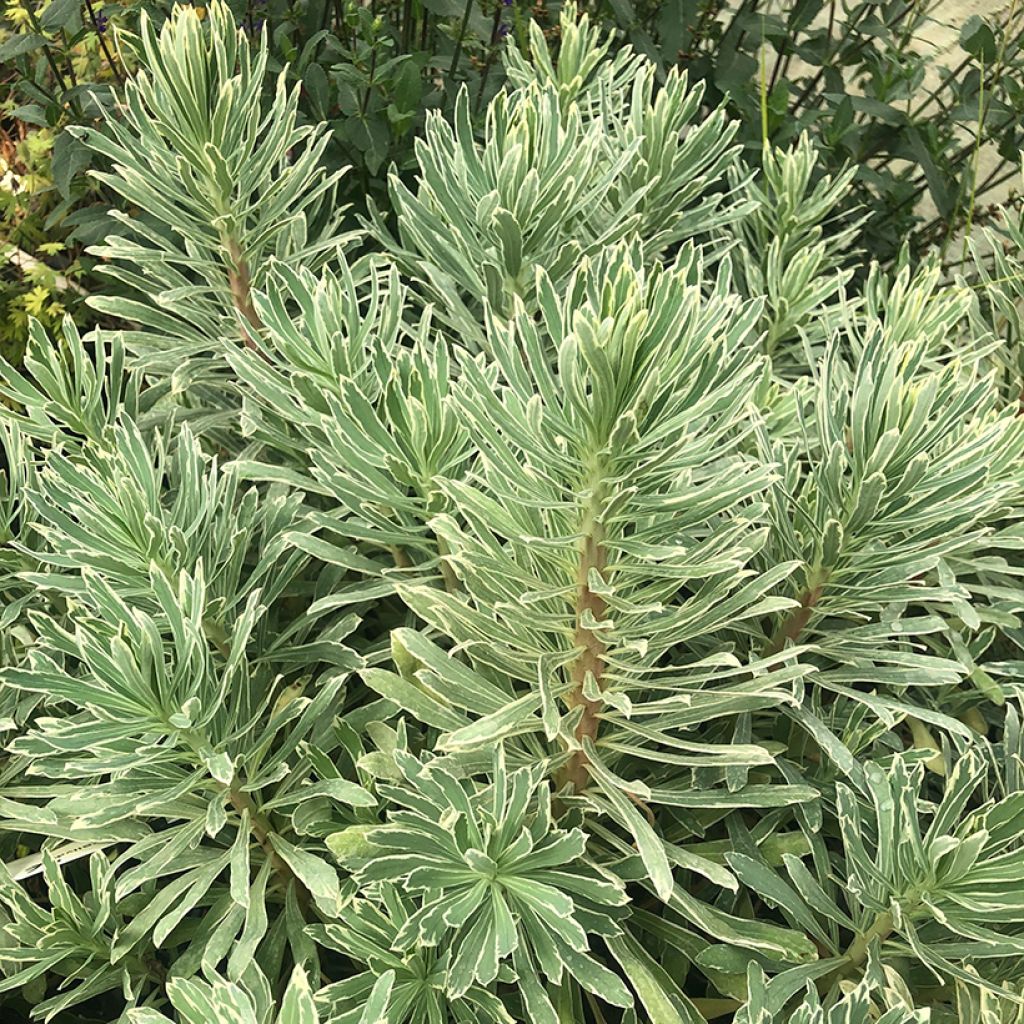 Euphorbia characias Wilcott - Palisaden-Wolfsmilch