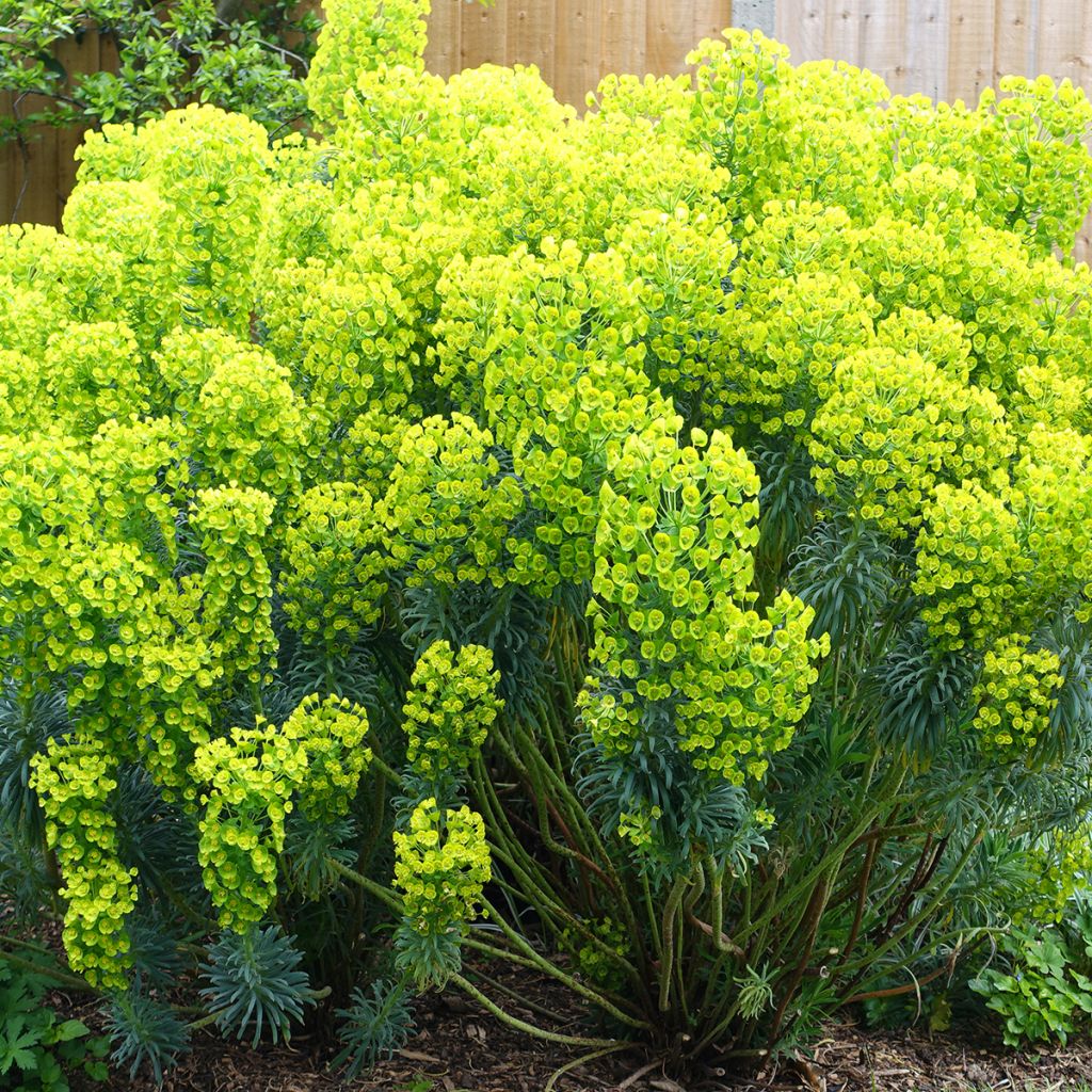 Euphorbia characias ssp. wulfenii - Palisaden-Wolfsmilch