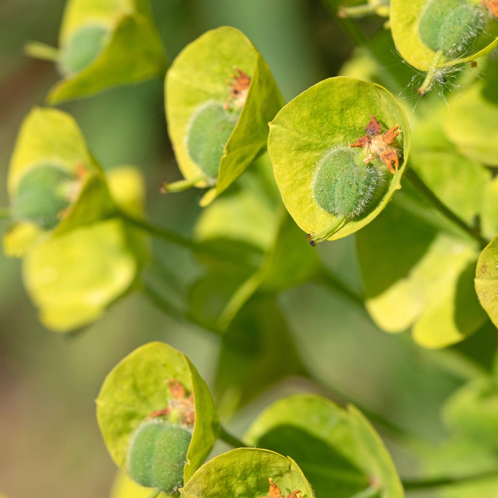 Euphorbia characias ssp. wulfenii - Palisaden-Wolfsmilch