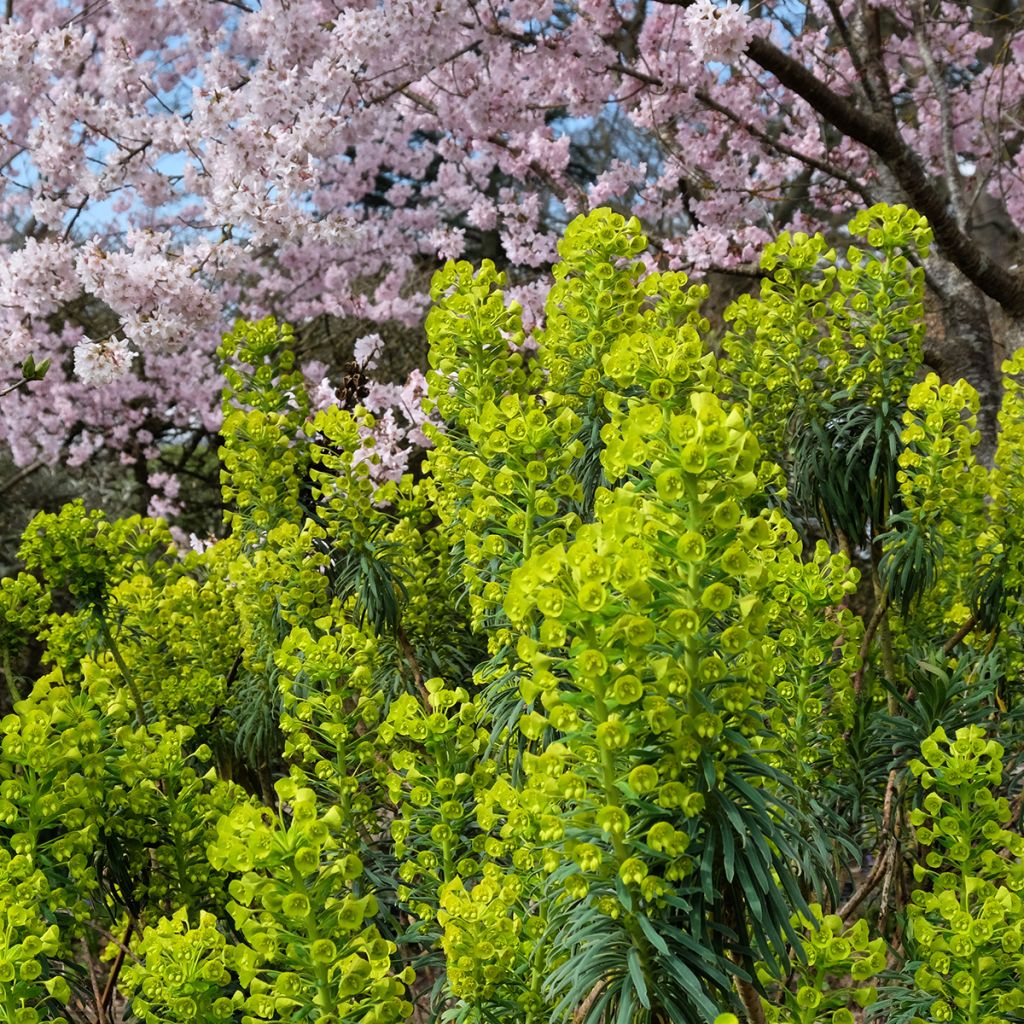 Euphorbia characias ssp. wulfenii - Palisaden-Wolfsmilch