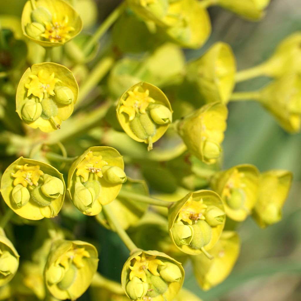 Euphorbia characias ssp. wulfenii - Palisaden-Wolfsmilch