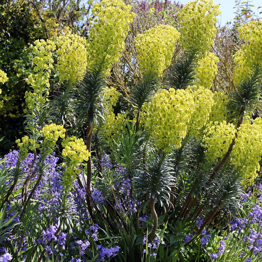 Euphorbia characias ssp. wulfenii - Palisaden-Wolfsmilch