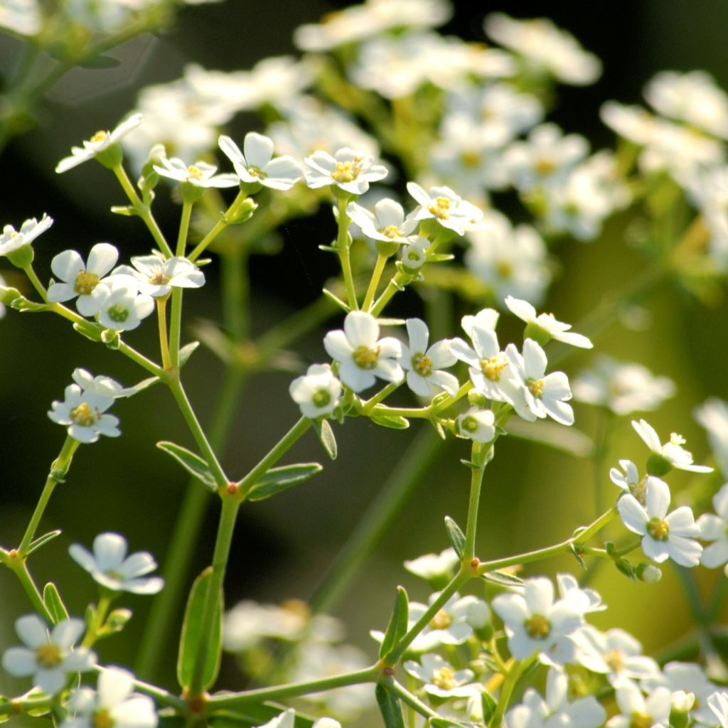 Euphorbia corollata - Kronblattartige Wolfsmilch