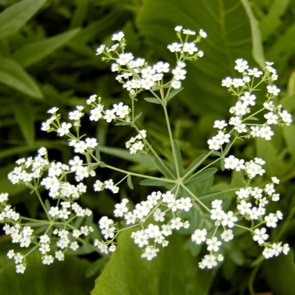 Euphorbe, Euphorbia corollata