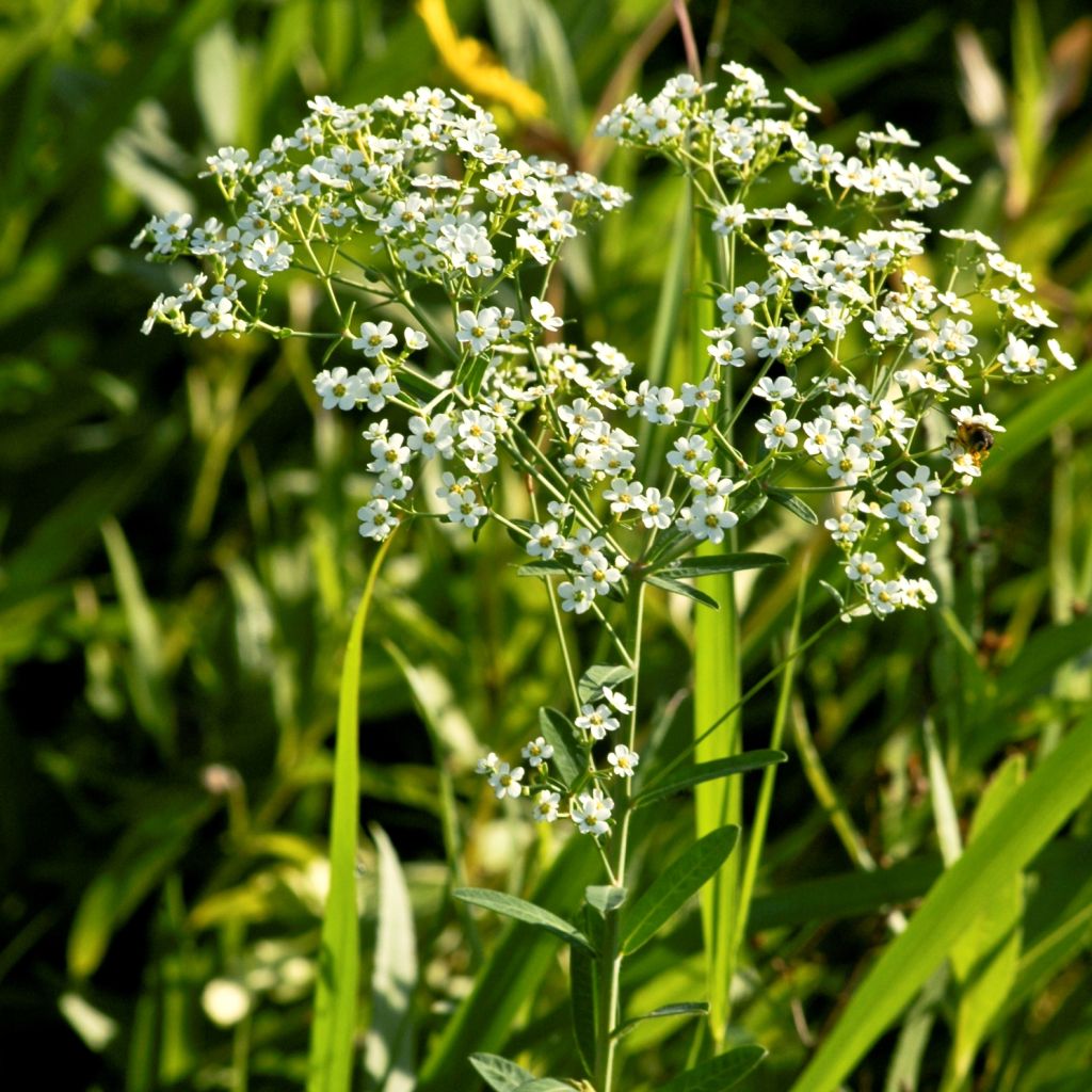 Euphorbe, Euphorbia corollata