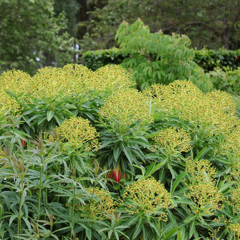 Euphorbia mellifera - Honiggebenden Wolfsmilch