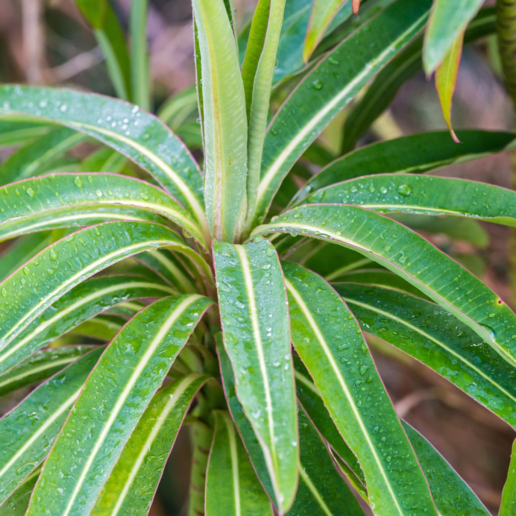 Euphorbia mellifera - Honiggebenden Wolfsmilch