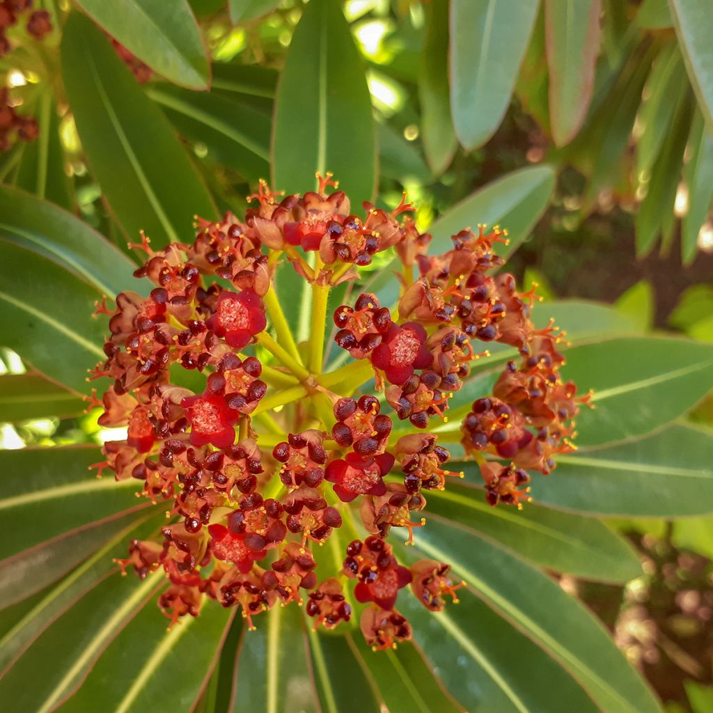 Euphorbia mellifera - Honiggebenden Wolfsmilch